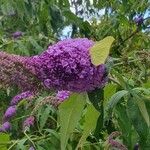 Buddleja japonicaFlor