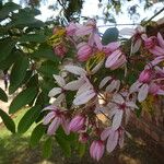 Cassia javanica Blomma