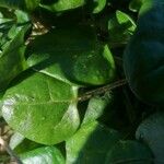 Cochlearia officinalis Hostoa