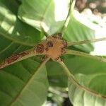 Cola pachycarpa Leaf