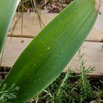 Allium giganteum Hoja