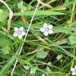 Wahlenbergia hederacea Flor