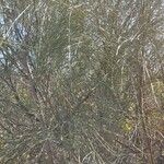 Retama monosperma Habit