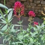 Valeriana lecoqii Kwiat