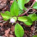 Dissotis rotundifolia Лист