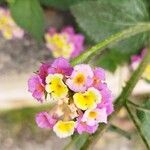 Lantana camaraFlower