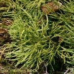 Lycopodium × zeilleri Elinympäristö