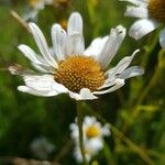 Leucanthemum heterophyllum 花