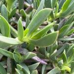 Carpobrotus edulis Leaf