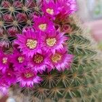 Mammillaria backebergiana 花