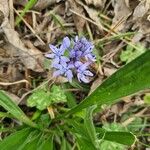 Hyacinthoides italica Flower