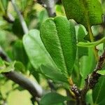 Rhamnus staddo Leaf