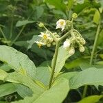 Solanum umbellatum Flower