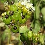 Sisyrinchium striatum Fruit