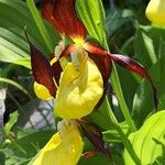 Cypripedium calceolus Květ