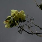 Rhododendron campylocarpum Habit