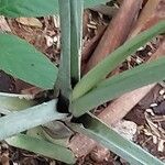Chamaedorea radicalis Corteza