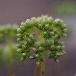 Petrosedum sediformeFlower