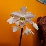 Eucharis amazonica Λουλούδι