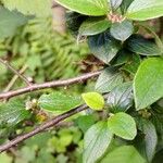 Cotoneaster dielsianus ഇല