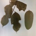 Vatairea paraensis Leaf
