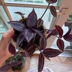 Tradescantia zebrinaЛисток