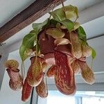 Nepenthes mirabilis Folha