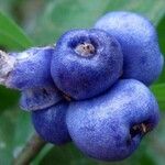 Psychotria suterella Fruto