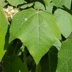 Dombeya burgessiae Лист
