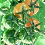 Solanum lycopersicum Плід
