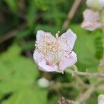 Rubus armeniacus Flower