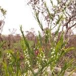 Asparagus africanus 花