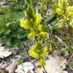 Polygala flavescens फूल