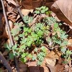 Corydalis flavula Leaf