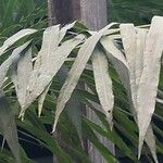 Cycas × multifrondis Hoja