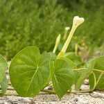 Ipomoea murucoides Hábito