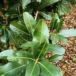 Mammea yunnanensis Leaf