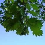 Quercus pubescens Foglia