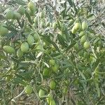 Olea europaeaFruit