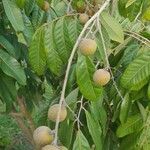 Dimocarpus longan Frucht