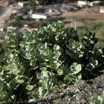 Calotropis procera Plante entière