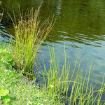 Juncus effusus Celota