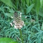 Plantago argentea Fula