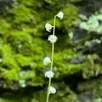 Mitella diphylla Flor