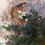 Antirrhinum molle Flower