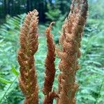 Osmundastrum cinnamomeum Blüte