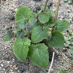 Lophospermum erubescens 葉
