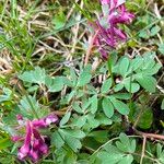 Corydalis pumila Žiedas