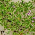 Ipomoea aquatica ഇല