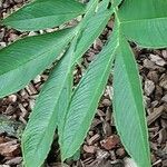 Amorphophallus konjac Leaf
